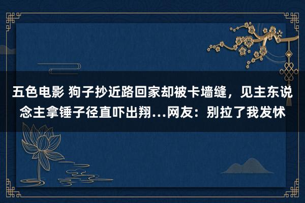 五色电影 狗子抄近路回家却被卡墙缝，见主东说念主拿锤子径直吓出翔…网友：别拉了我发怵